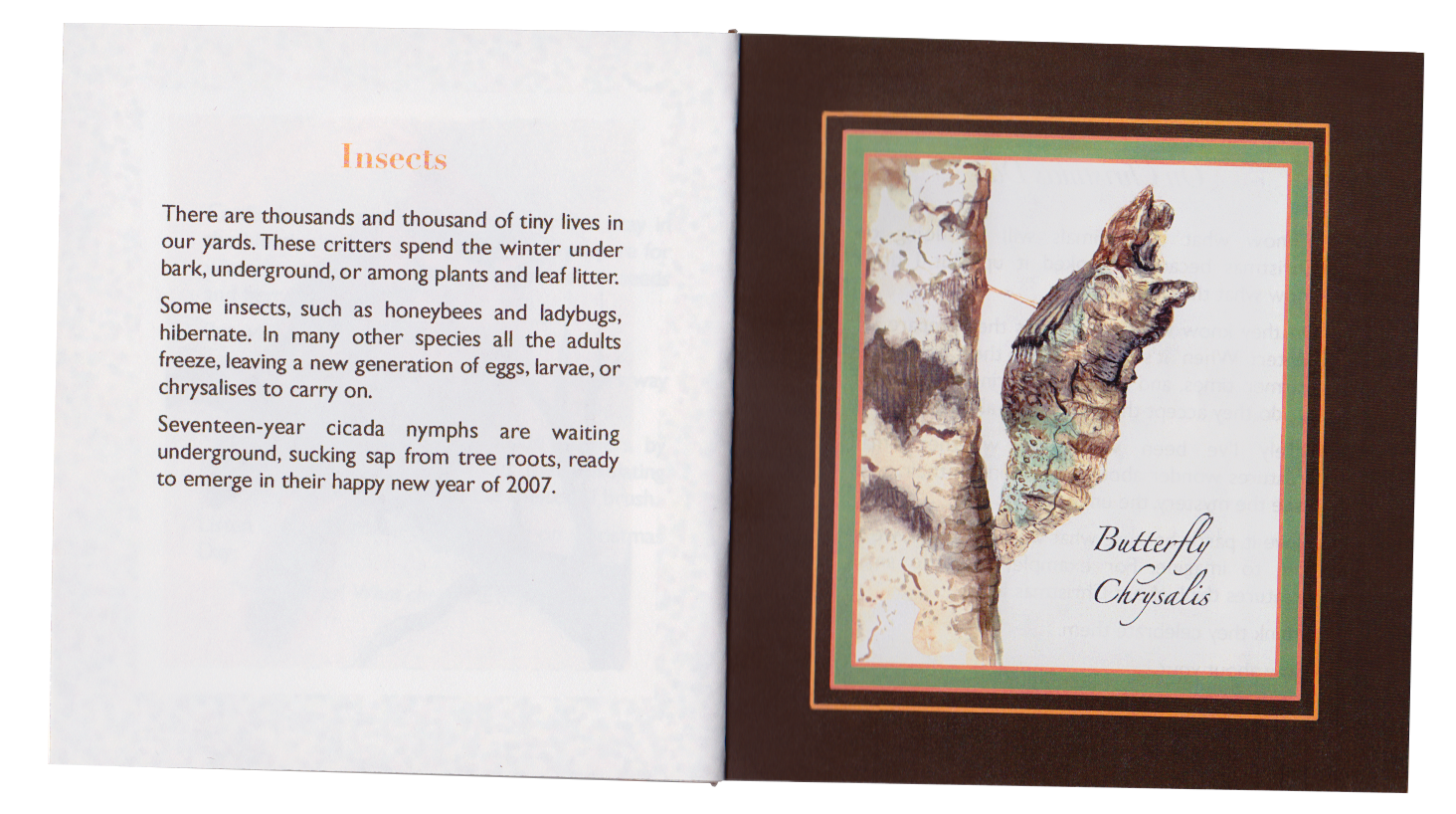 "Insects" with a butterfly chrysalis illustration.