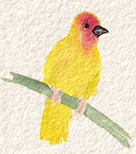 Yellow bird with red head