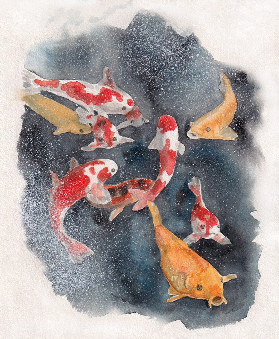 Koi under ice