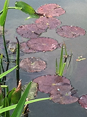 lily pads in Giverny pond