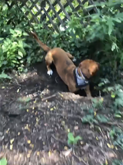 Bird digging a hole