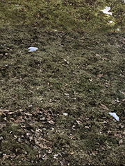 almost no snow, and the scarf is gone