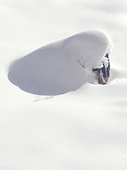 fresh snow covers snowman