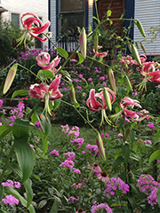 flowers in front yard
