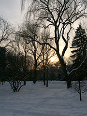 snowy park at sunset