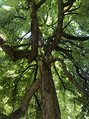 looking up at great tree