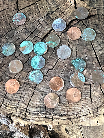 pennies on a stump