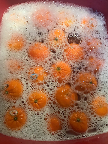 tangerines floating in soapy water