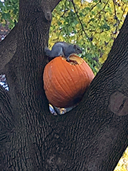 squirrel sitting on a pumpkin up in a tree