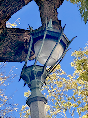 streetlight bent by tree