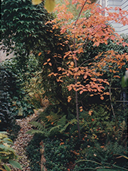 pebble path through greenery in side yard: autumn leaves