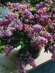 lilacs