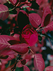 rose in autumn leaves