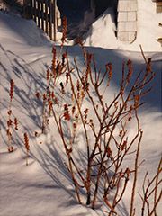 branches with red beads coming up through snow