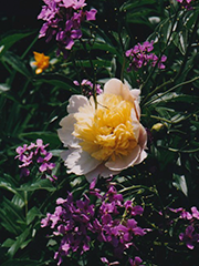 peonie with purple flowers