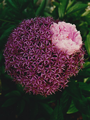 allium with peony coming up through it