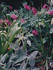 bleeding heart and lambs ears