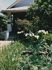 front of house with peonies, roses, and ornamental grasses