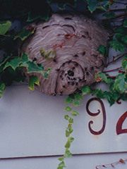 hornets' nest on garage