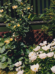 back porch with roses and peonies