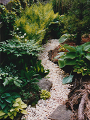 pebble path, ferns, hostas, white pine