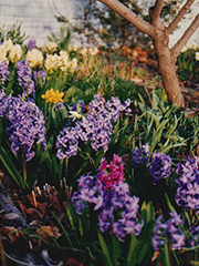 hyacinths