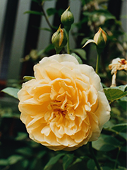 David Austen yellow rose with buds