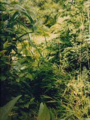 greenery in side yard
