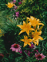 day lilies and echenacia
