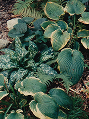hostas