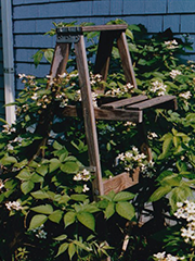 prairie plants growing up through ladder