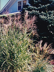 ornamental grasses and evergreen tree in front of house