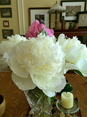 peonies in a vase
