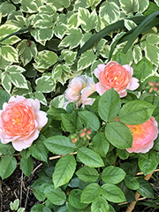 roses, including rose buds, I planted in my courtyard