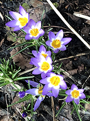 eight flowering crocuses