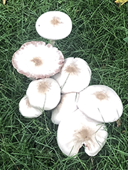 mushrooms in grass
