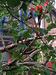 parrots that live where they can be heard in an alley about a block from my home