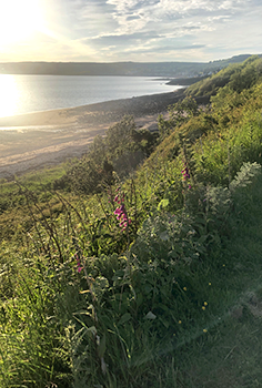 Hillside with flowers and sun on the sea