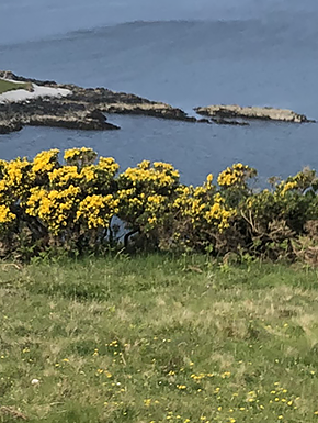 Photo of Scottish scenery with yellow flowers