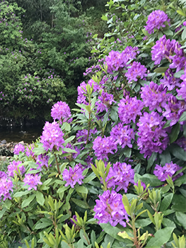 Rhodondendrons