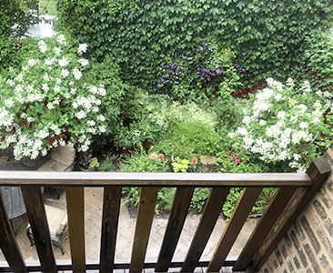 My courtyard in bloom