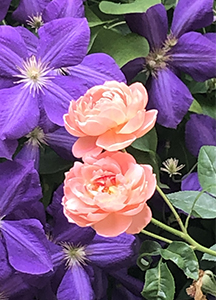 Roses and clematis