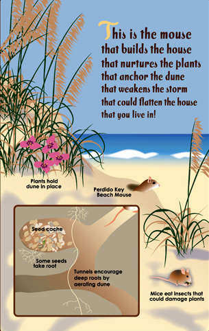Brevard Zoo graphics