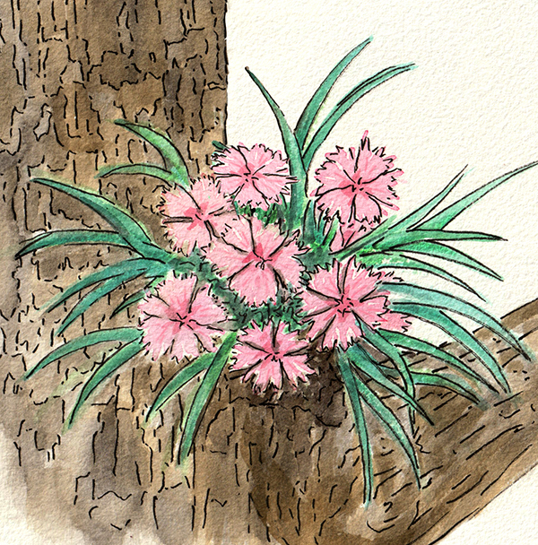 Pinks in tree crotch watercolor