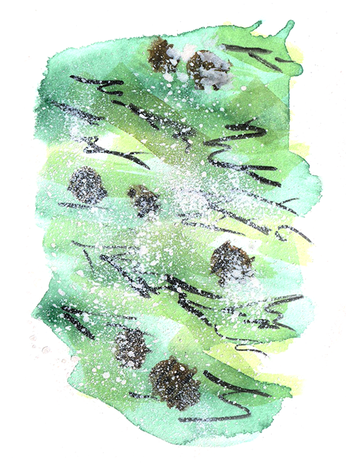 pine with pinecones and snow
