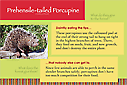 Prehensile-tailed Porcupine